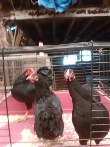 Wyandotte kriel beschikbaar voor biedingen