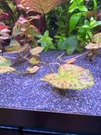 Nymphaea Zenkeri - Groene Tijgerlotus, Ophalen of Verzenden, Nieuw, Plant(en), Steen of Hout