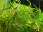 Mini/dwerg japonica, Dieren en Toebehoren, Vissen | Aquariumvissen, Kreeft, Krab of Garnaal