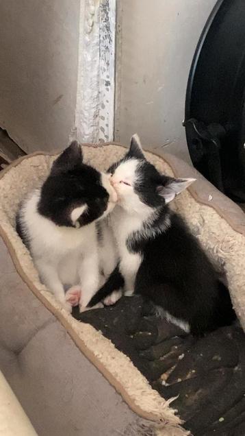 Lieve kittens  beschikbaar voor biedingen