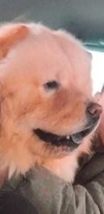 Titel
Lieve volwassen Chow Chow reu van 2 jaar zoekt een lie, Particulier, Rabiës (hondsdolheid), 1 tot 2 jaar, Buitenland