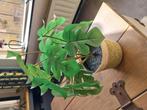 nep plant, Huis en Inrichting, Ophalen, Halfschaduw, Minder dan 100 cm