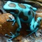 Dendrobates auratus 'El Copé', Dieren en Toebehoren, Reptielen en Amfibieën, Amfibie, 0 tot 2 jaar