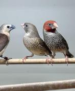 Roodkop amadines, Dieren en Toebehoren, Vogels | Overige Vogels, Meerdere dieren, Tropenvogel