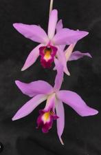 LAELIA ANCEPS ORCHIDEE met bloemknop, Huis en Inrichting, Kamerplanten, Ophalen of Verzenden, Halfschaduw, Minder dan 100 cm