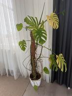 Monstera Deliciosa Plant, 100 tot 150 cm, Overige soorten, In pot, Groene kamerplant