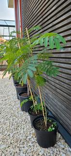 Albizia julibrissin (Perzische slaapboom), Tuin en Terras, Planten | Bomen, Ophalen