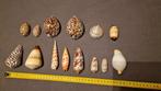 Schelpen verzameling 14 stuks diverse, Ophalen, Kleiner dan 17, Overige kleuren, Dame