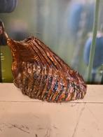 Oude Mammoet kies, Ophalen of Verzenden