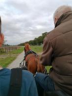 Wie wil helpen met het rijden van een tuiger?, Dieren en Toebehoren, Ophalen, Zo goed als nieuw