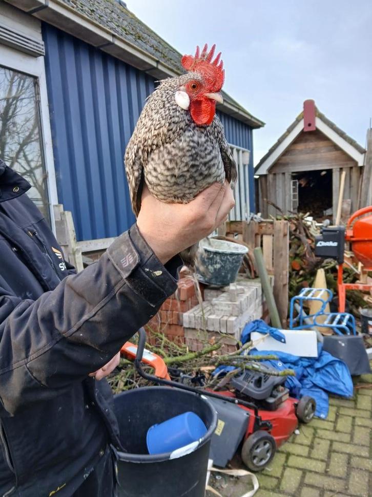 Jonge Kriel haan, Dieren en Toebehoren, Pluimvee, Kip, Mannelijk