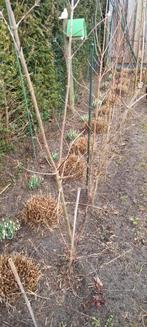 Cornus mas gele Kornoelje, Tuin en Terras, Planten | Bomen, Ophalen, Volle zon, Overige soorten