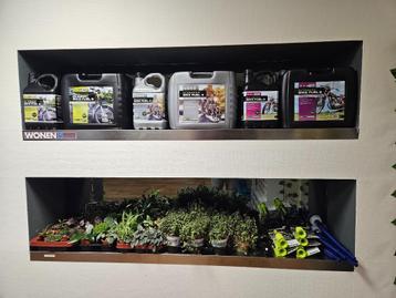Terrarium planten beschikbaar voor biedingen