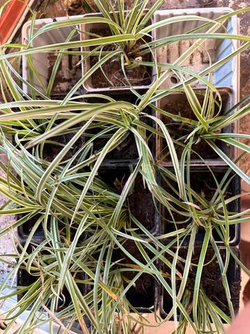 Carex morrowii Variegata Japanze Zegge Variegata te koop beschikbaar voor biedingen