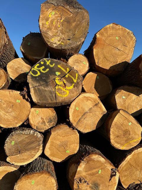 Beschikbaar: meerdere vrachten eiken zaagstammen, Doe-het-zelf en Verbouw, Hout en Planken, Nieuw, Balk, Eiken, Minder dan 200 cm