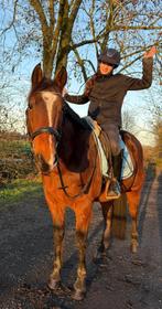 lieve 8 jarige recreatie ruin, Dieren en Toebehoren, Paarden, Met stamboom, Ruin, Zadelmak, 7 tot 10 jaar