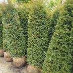 aktie!!!! grote taxus tot mt 2,50 Portugese laurier 180-200, Tuin en Terras, Laurier, Ophalen of Verzenden