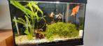 Jewel aquarium op voet, met veel toebehoren, Ophalen, Zo goed als nieuw, Gevuld zoetwateraquarium