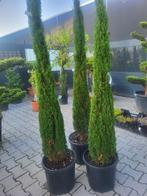Cupressus semp.Totem 170-175cm, Tuin en Terras, Bloeit niet, Overige soorten, 100 tot 250 cm, Ophalen