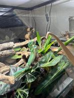 Gastropholis prasina, groene kielbuik hagedis, Dieren en Toebehoren, Reptielen en Amfibieën, 3 tot 6 jaar
