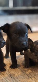 Schattige pups te koop, Dieren en Toebehoren, Honden | Niet-rashonden, Parvo, 8 tot 15 weken, Meerdere dieren, Eén hond