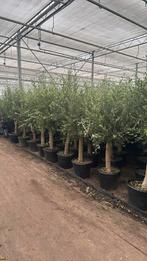 Olijfbomen pot 45cm 200cm + 2 voor €200,-winterhard, Tuin en Terras, Planten | Bomen, Volle zon, Ophalen of Verzenden, 100 tot 250 cm