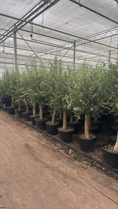Olijfbomen pot 45cm 200cm + 2 voor €200,-winterhard, Tuin en Terras, Planten | Bomen, Olijfboom, 100 tot 250 cm, Volle zon, Zomer
