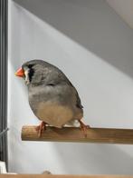 Zebravinken 3 koppels, Dieren en Toebehoren, Vogels | Overige Vogels, Meerdere dieren, Tropenvogel, Geringd