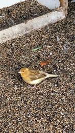 Jonge kanarie, Dieren en Toebehoren, Vogels | Kanaries, Mannelijk