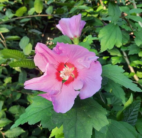 Hibiscus planten nieuwe voorraad biologisch, Tuin en Terras, Planten | Struiken en Hagen, Struik, Overige soorten, Minder dan 100 cm