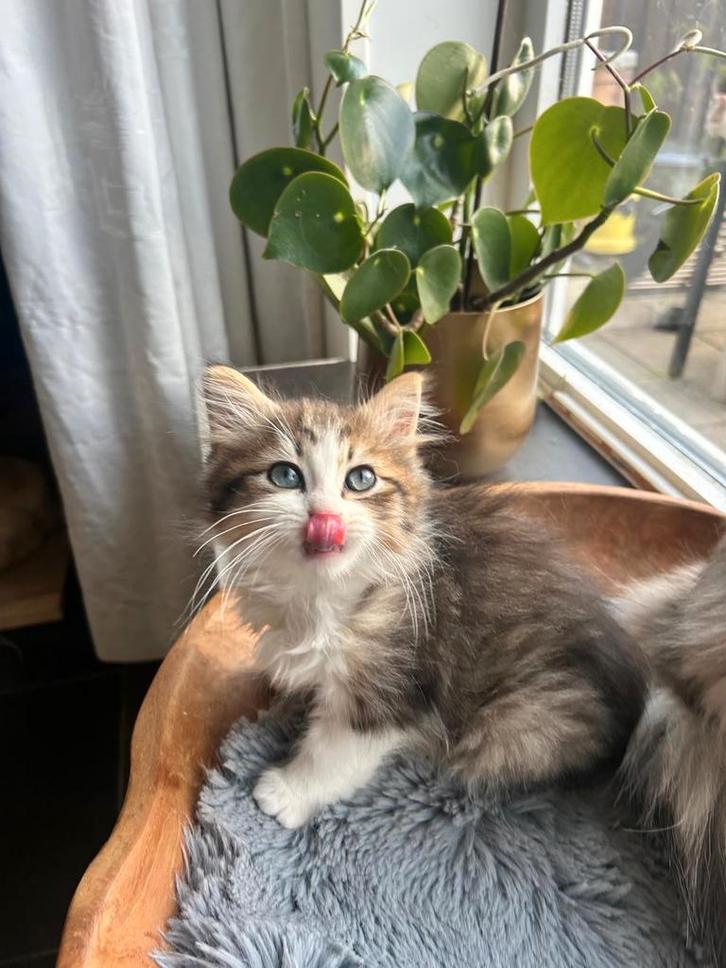 Siberische kitten, hypoallergeen, Dieren en Toebehoren, Katten en Kittens | Raskatten | Langhaar, Kater, 0 tot 2 jaar, Gechipt