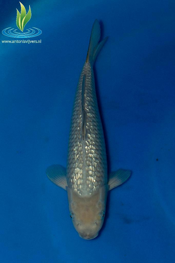 049 GinRin Soragoi, Dieren en Toebehoren, Vissen | Vijvervissen, Karper of Koi