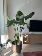 Strelitzia Nicolai 180 cm, Huis en Inrichting, Kamerplanten, Ophalen, Halfschaduw, 150 tot 200 cm