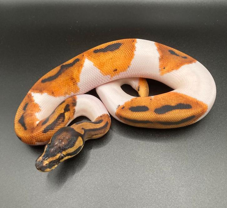 1.0 Orange Dream Pied ball python regius te koop