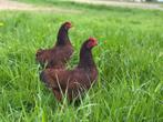 Jonge tamme Rhode Island red kriel kippen gesekst en ingeënt, Dieren en Toebehoren, Pluimvee, Vrouwelijk, Kip