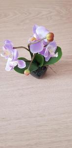 Mini orchidee, Nieuw, Ophalen of Verzenden