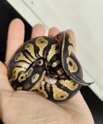 1.0 Python regius - Blackhead pastel het. DG, Dieren en Toebehoren, Reptielen en Amfibieën, Slang, Tam, 0 tot 2 jaar