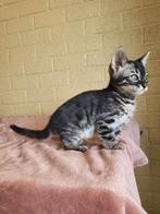 Bengaal Charcoal kitten zilverbengaal stamboom, Dieren en Toebehoren, Katten en Kittens | Raskatten | Korthaar, 0 tot 2 jaar, Gechipt