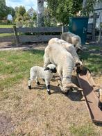 Walliser schwarznase ooi met ooilammetje, Dieren en Toebehoren, Schapen, Geiten en Varkens, Vrouwelijk, Schaap