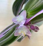 Tradescantia Anouk stekken en in potten ., Huis en Inrichting, Kamerplanten, Ophalen, In pot, Halfschaduw, Minder dan 100 cm