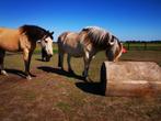 Aangeboden: Bijbaantje tussen de paarden
