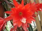 epiphyllum cactus albatros gewortelde stekken, Minder dan 100 cm, Bloeiende kamerplant, Halfschaduw, Ophalen of Verzenden