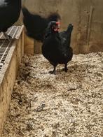 Marans x leghen hennen, Vrouwelijk, Kip