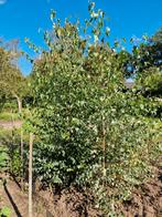 Berken bomen, Tuin en Terras, Planten | Bomen, Ophalen of Verzenden