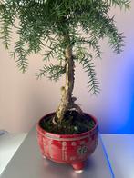 Araucaria bonsai, Huis en Inrichting, Ophalen, Halfschaduw, In pot, Minder dan 100 cm