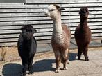 Drie alpaca ruinen halstermak, Dieren en Toebehoren, Schapen, Geiten en Varkens, Mannelijk, 6 jaar of ouder
