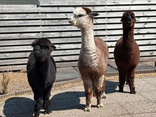 Drie alpaca ruinen halstermak, Dieren en Toebehoren, Schapen, Geiten en Varkens, Mannelijk, 6 jaar of ouder