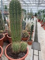 Cactus Trichocereus (Echinopsis Terscheckii) 50cm pot, Ophalen, 100 tot 150 cm, Bloeiende kamerplant, Volle zon