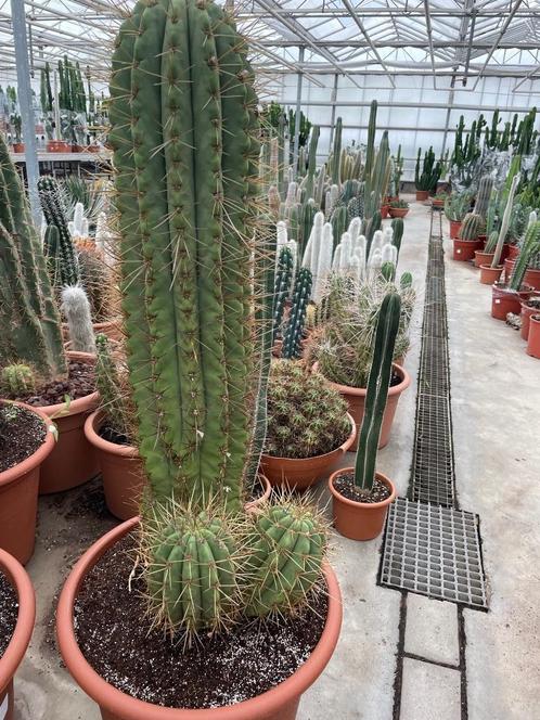 Cactus Trichocereus (Echinopsis Terscheckii) 50cm pot, Huis en Inrichting, Kamerplanten, Cactus, 100 tot 150 cm, Bloeiende kamerplant