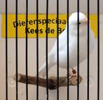 Witte kanarie man, Mannelijk, Kleurkanarie